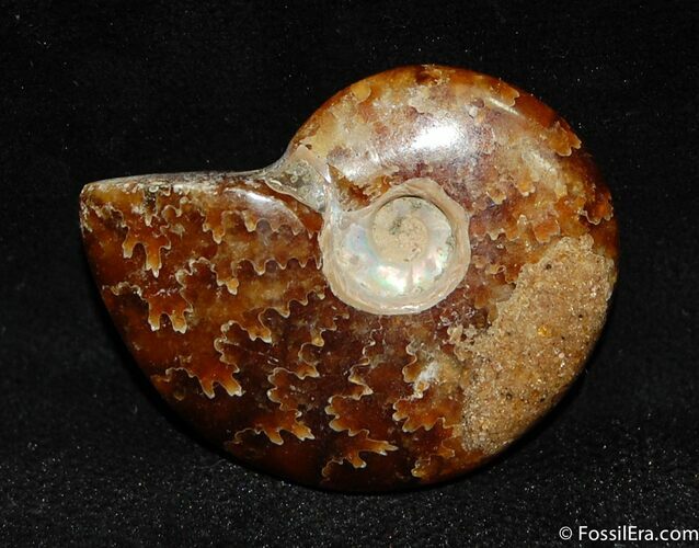 Beautiful Inch Polished Cleoniceras Ammonite #513